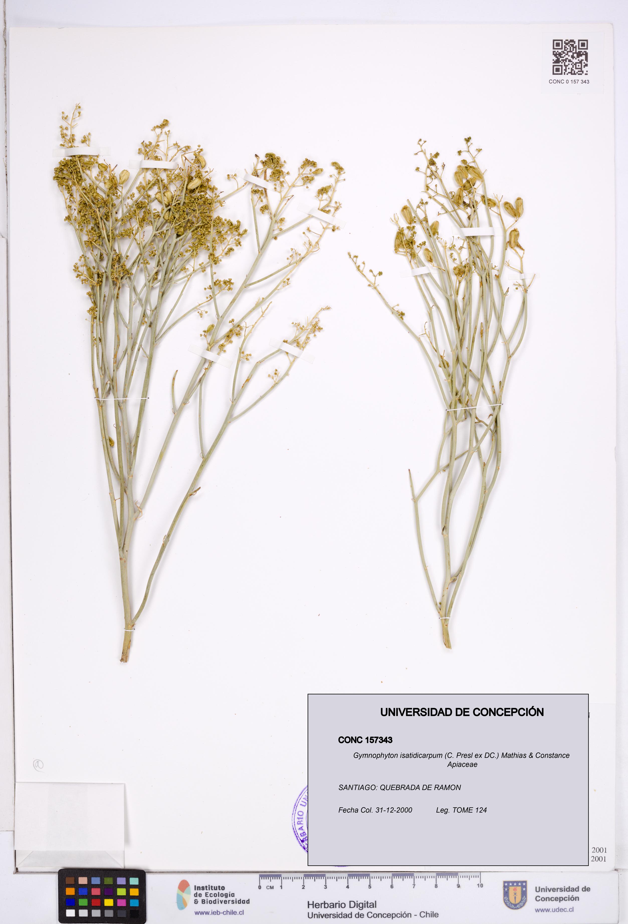 Gymnophyton isatidicarpum [Espécimen: ]