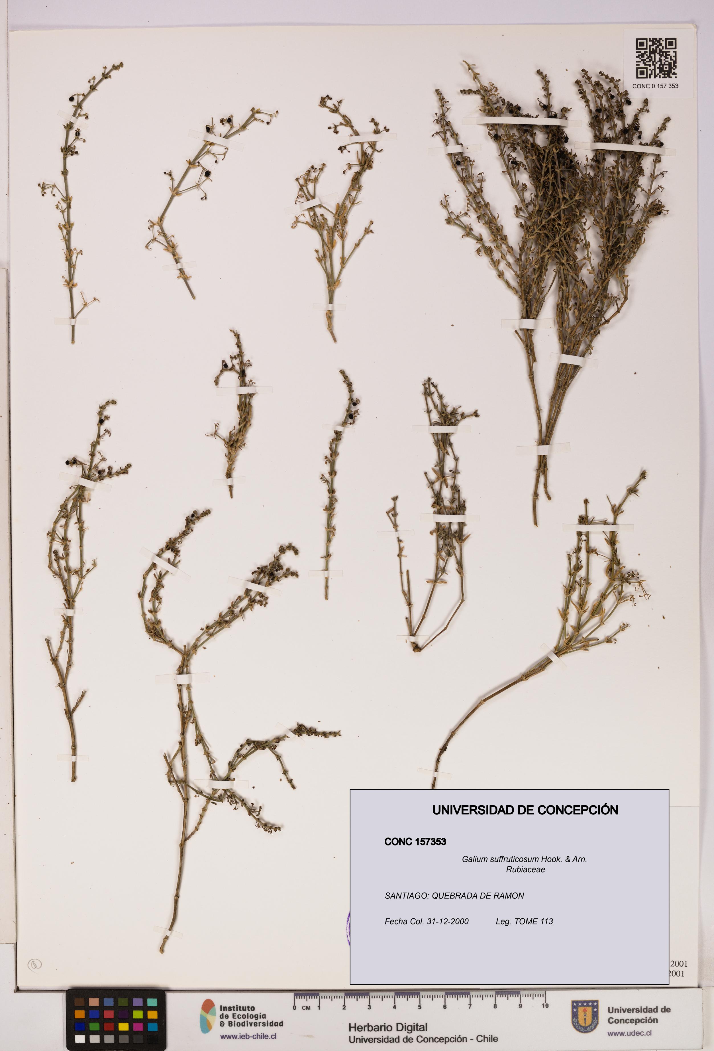 Galium suffruticosum [Espécimen: UDEC:CONC:0157353]