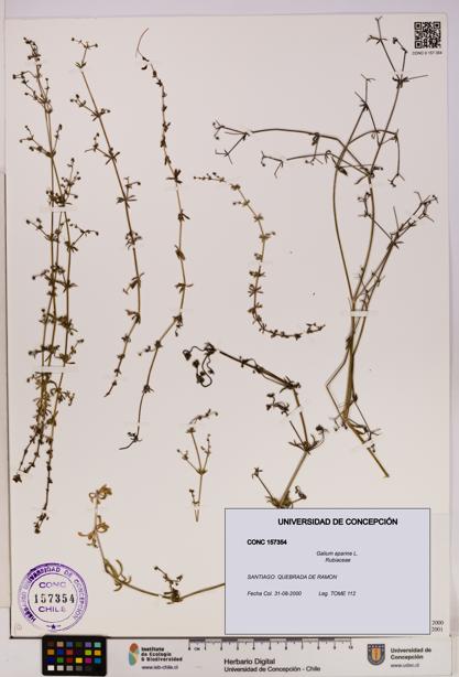 Galium aparine [Espécimen: UDEC:CONC:0157354]