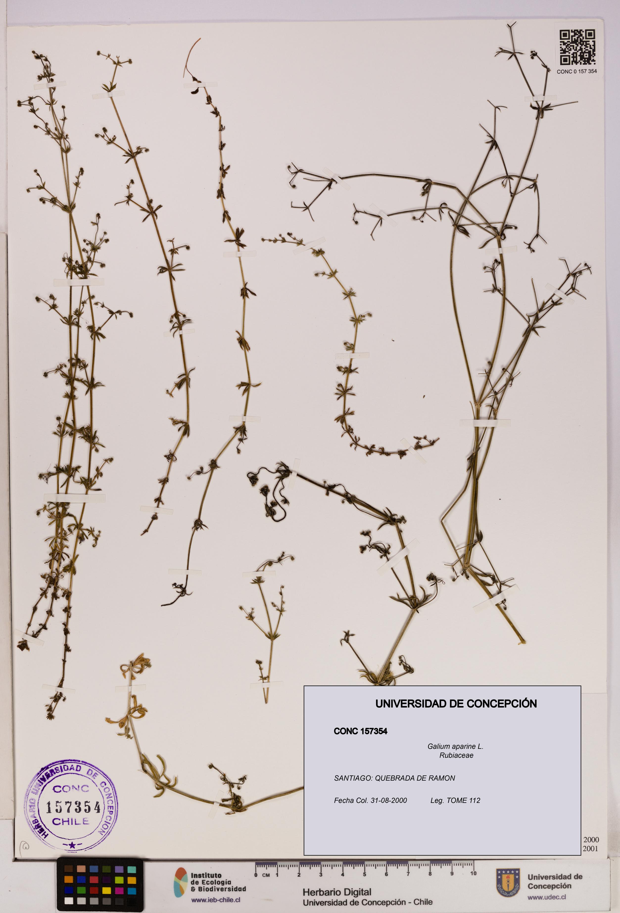 Galium aparine [Espécimen: UDEC:CONC:0157354]