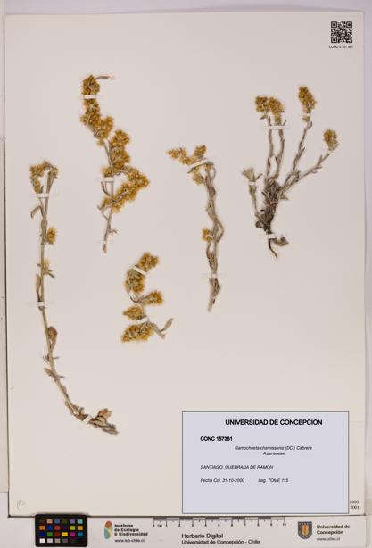 Gamochaeta chamissonis [Espécimen: UDEC:CONC:0157361]