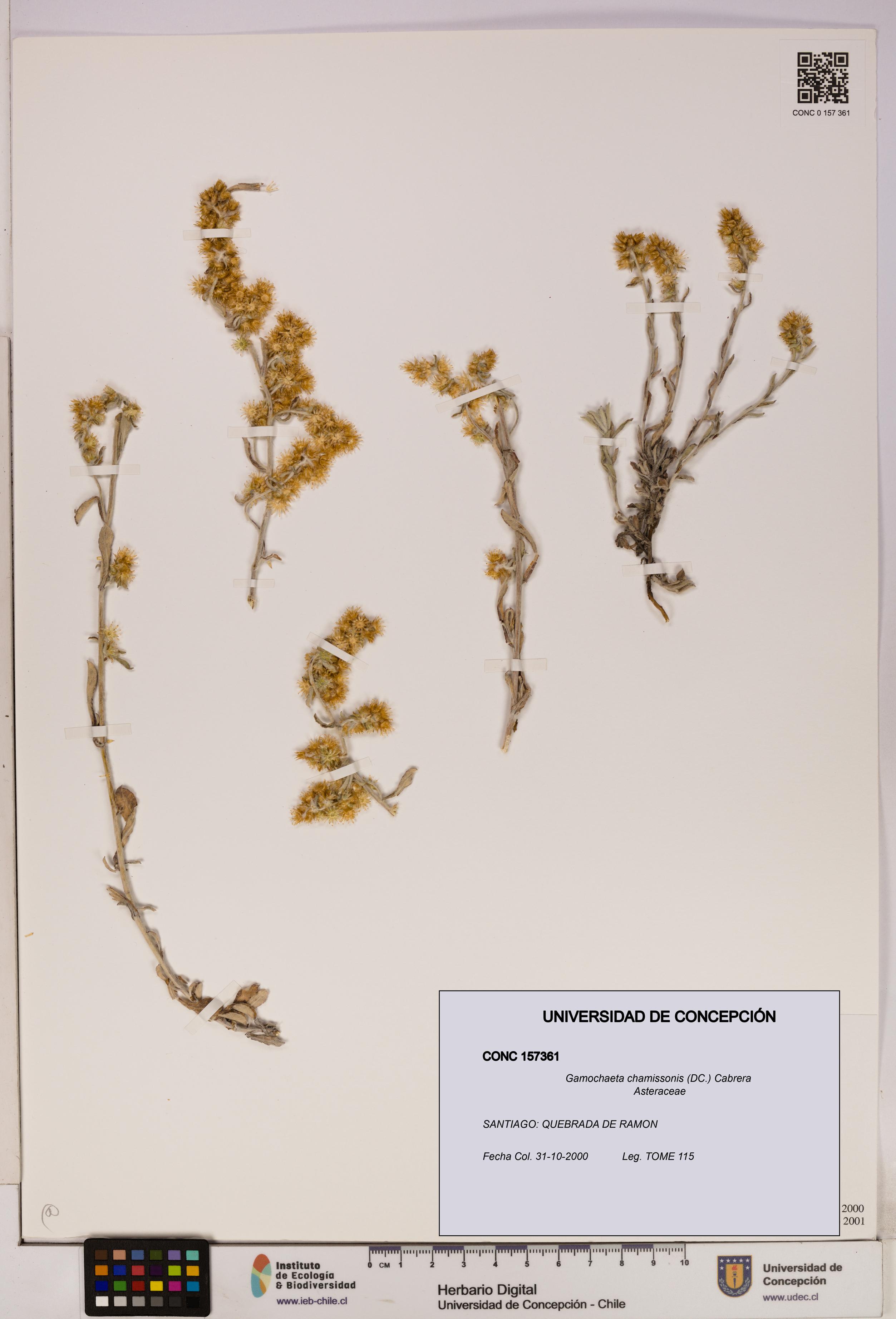 Gamochaeta chamissonis [Espécimen: UDEC:CONC:0157361]