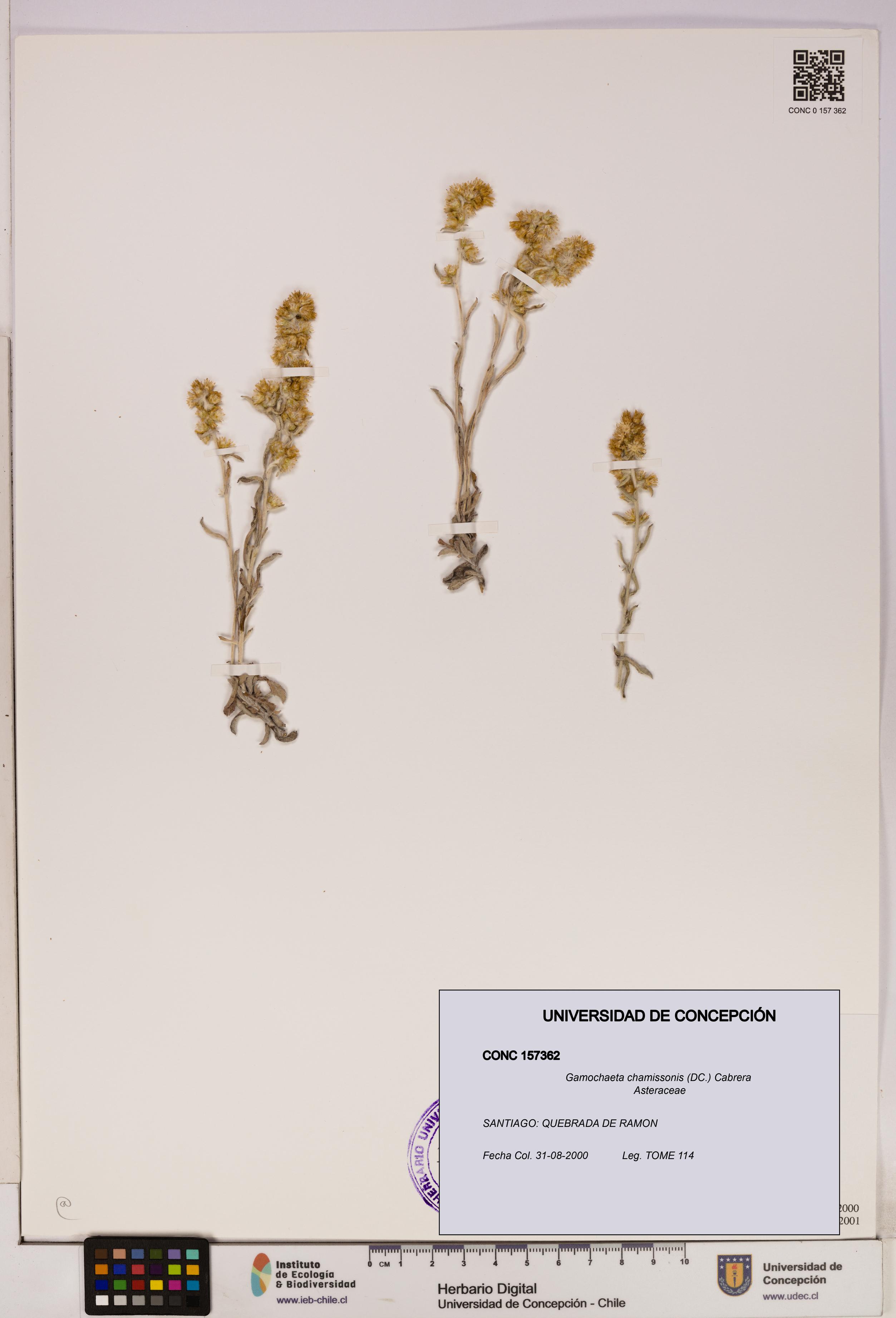 Gamochaeta chamissonis [Espécimen: UDEC:CONC:0157362]