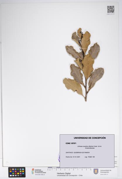 Lithraea caustica [Espécimen: UDEC:CONC:0157371]