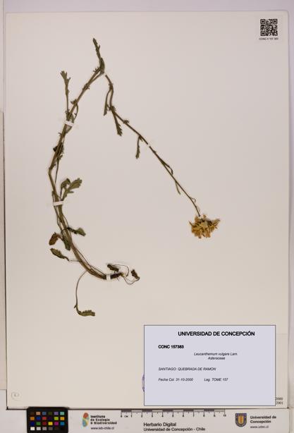 Leucanthemum vulgare [Espécimen: UDEC:CONC:0157383]