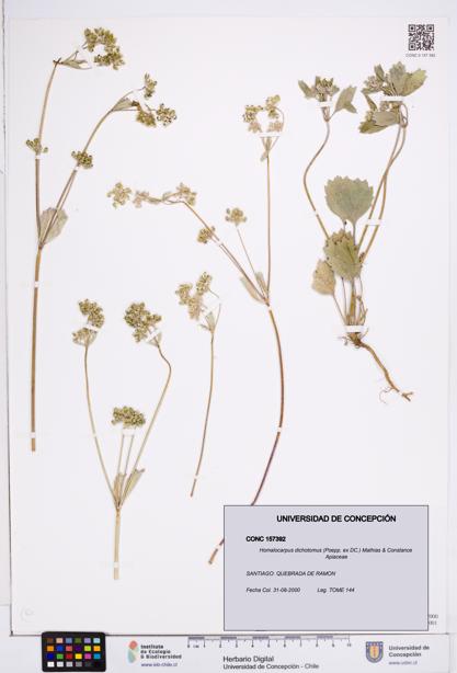 Homalocarpus dichotomus [Espécimen: ]