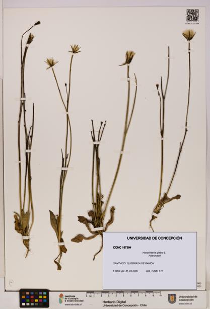 Hypochaeris glabra [Espécimen: UDEC:CONC:0157394]