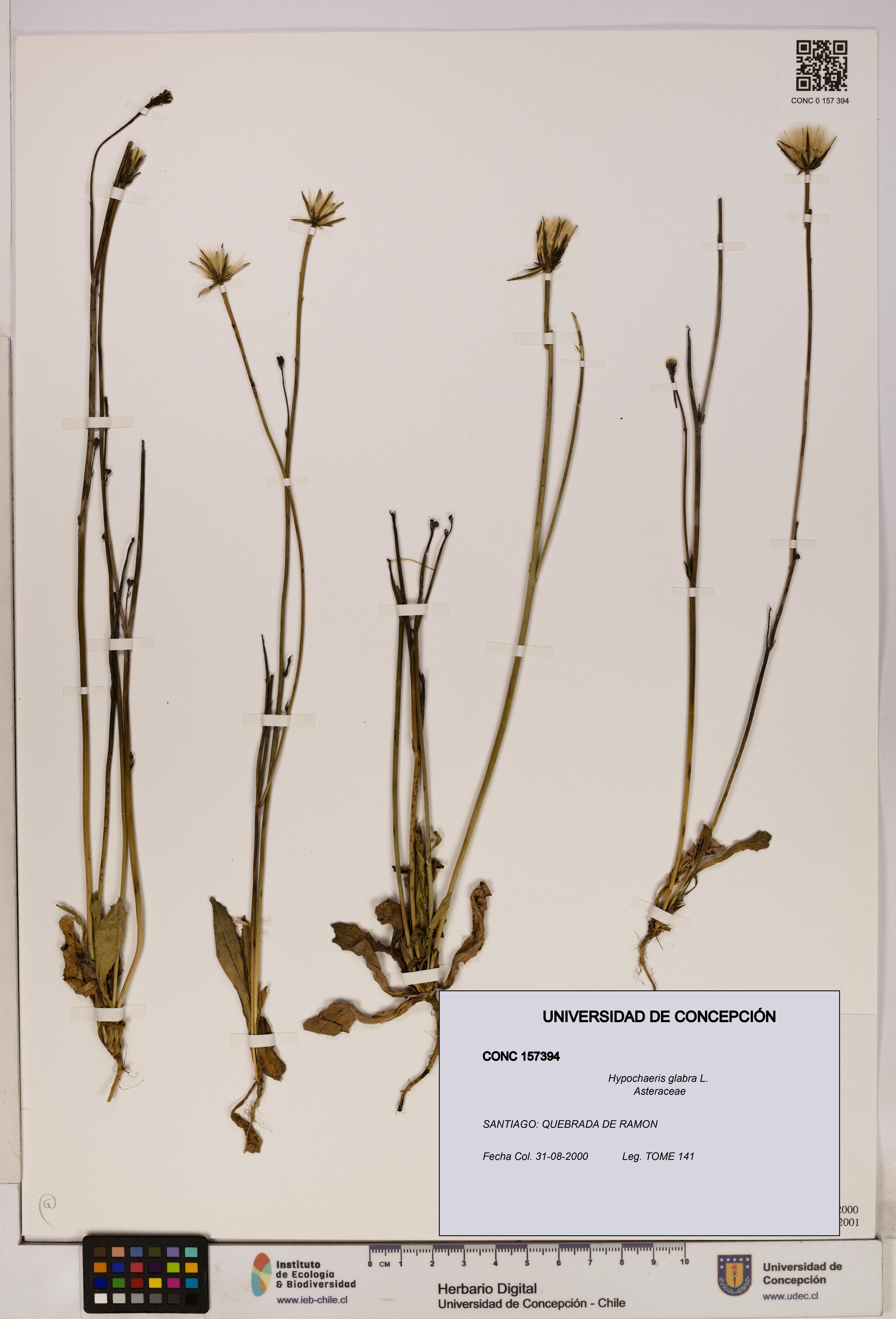 Hypochaeris glabra [Espécimen: UDEC:CONC:0157394]