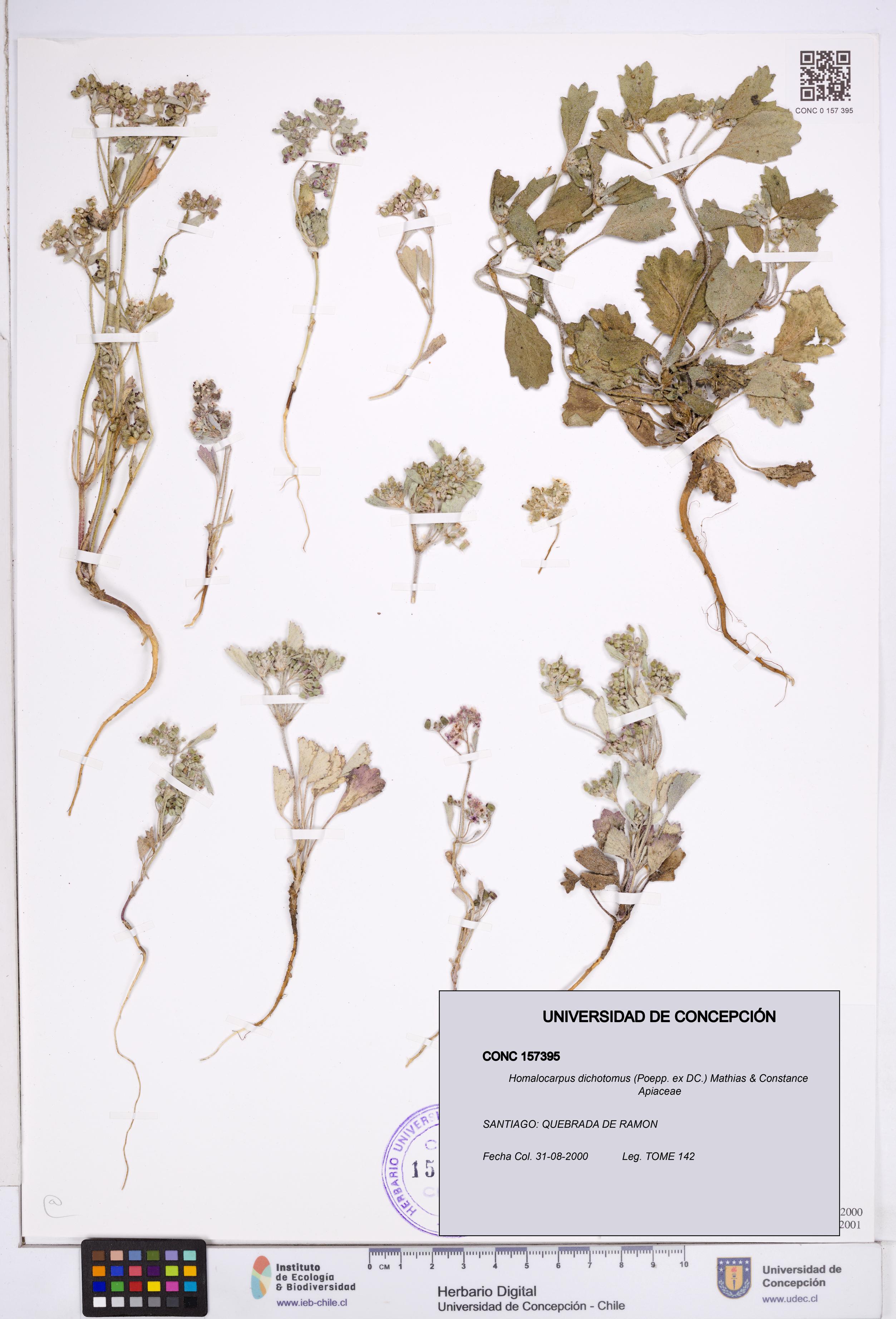 Homalocarpus dichotomus [Espécimen: ]