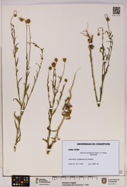 Helenium aromaticum [Espécimen: UDEC:CONC:0157397]