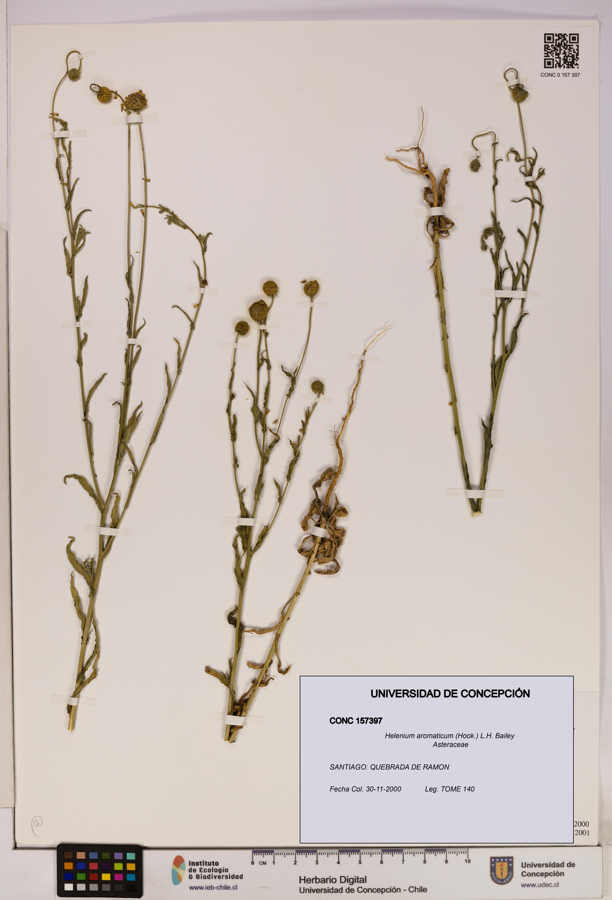 Helenium aromaticum [Espécimen: UDEC:CONC:0157397]