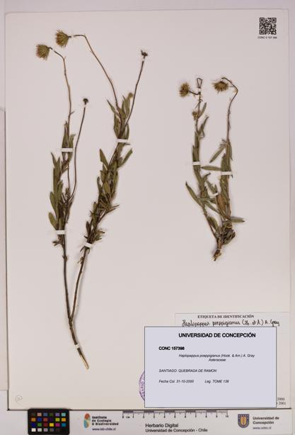 Haplopappus poeppigianus [Espécimen: UDEC:CONC:0157398]