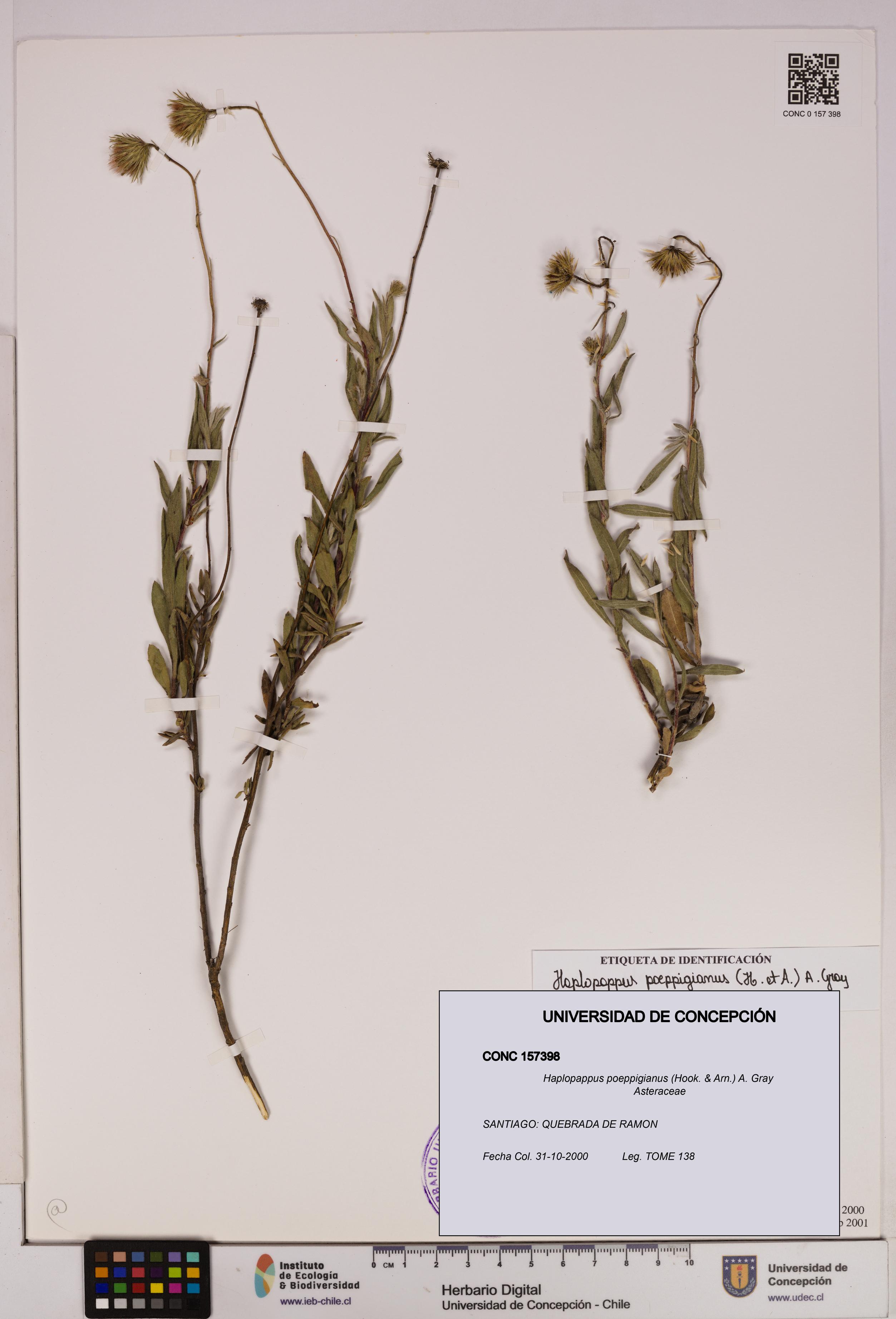 Haplopappus poeppigianus [Espécimen: UDEC:CONC:0157398]