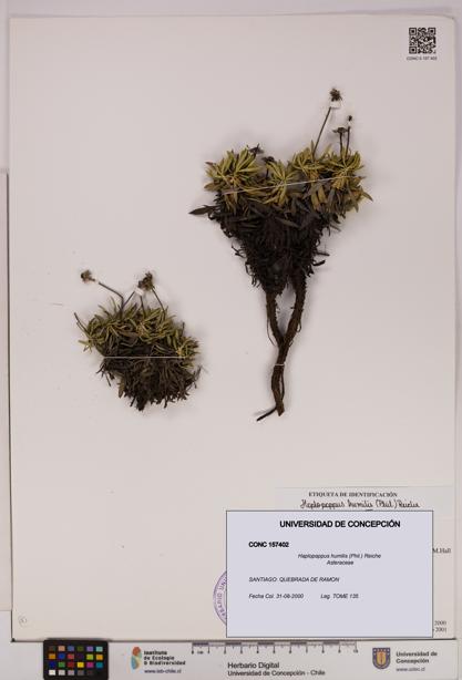 Haplopappus humilis [Espécimen: UDEC:CONC:0157402]