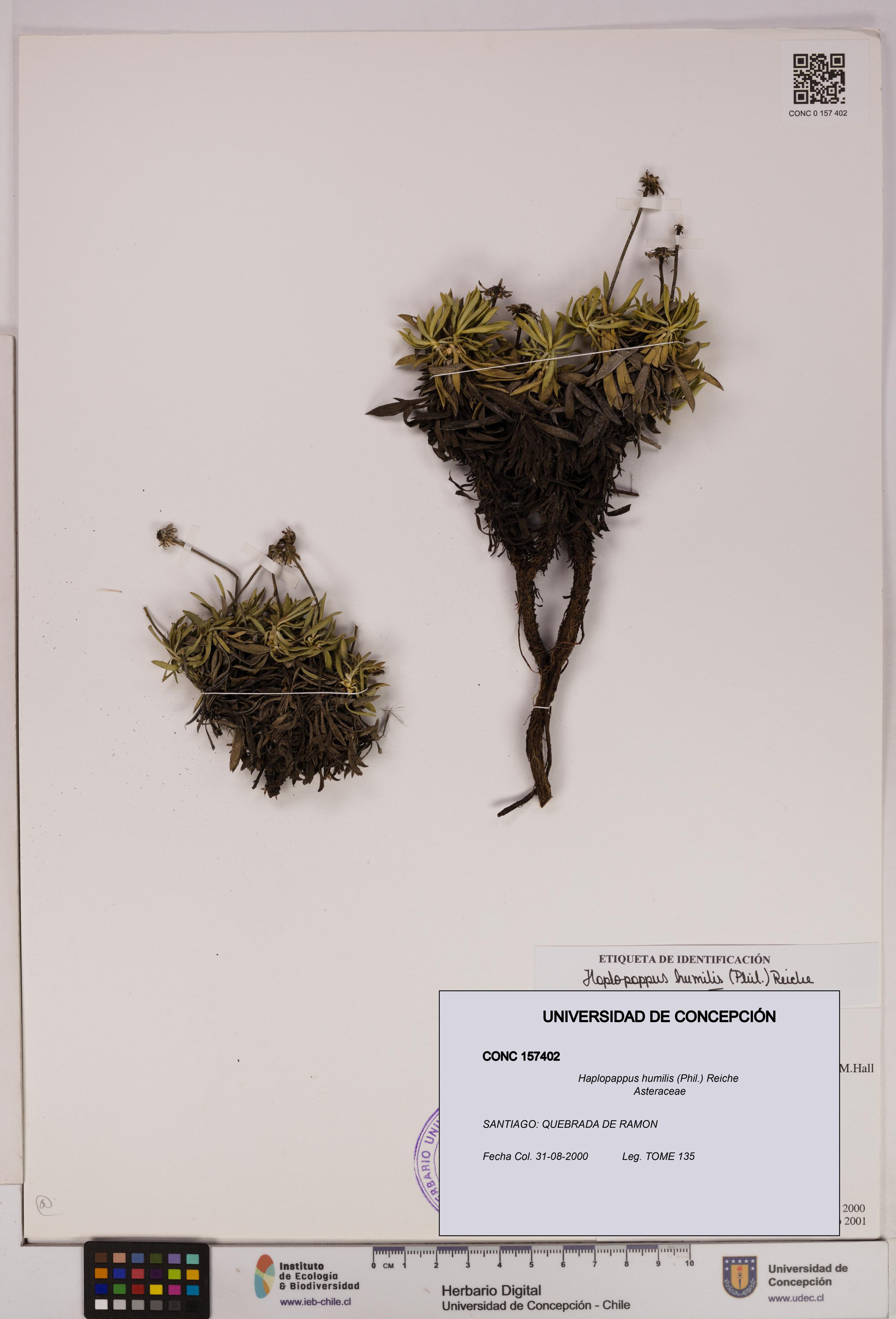 Haplopappus humilis [Espécimen: UDEC:CONC:0157402]