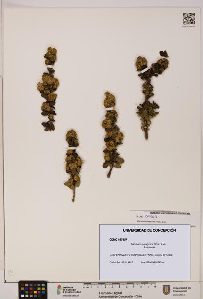 Baccharis patagonica [Espécimen: UDEC:CONC:0157407]