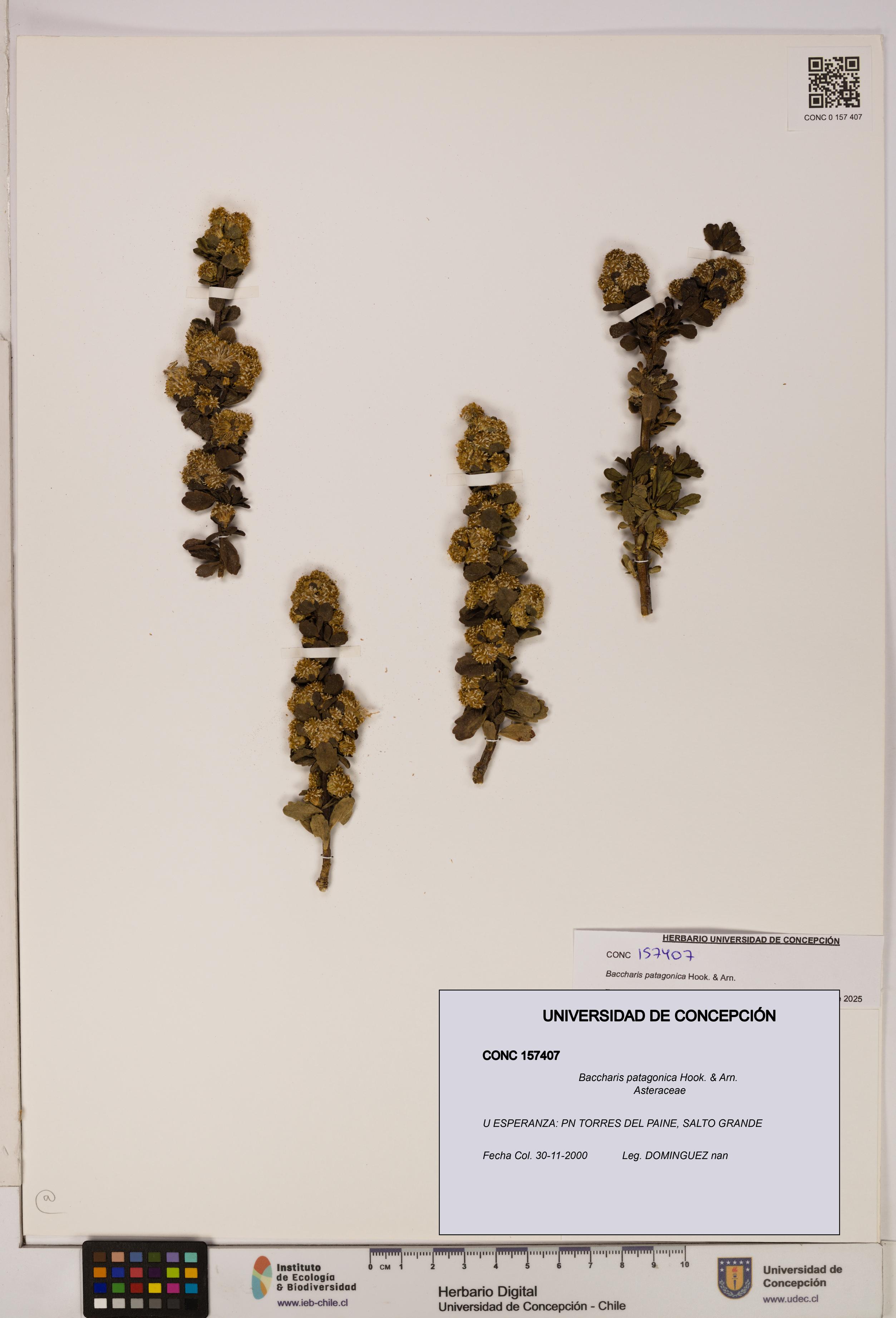 Baccharis patagonica [Espécimen: UDEC:CONC:0157407]