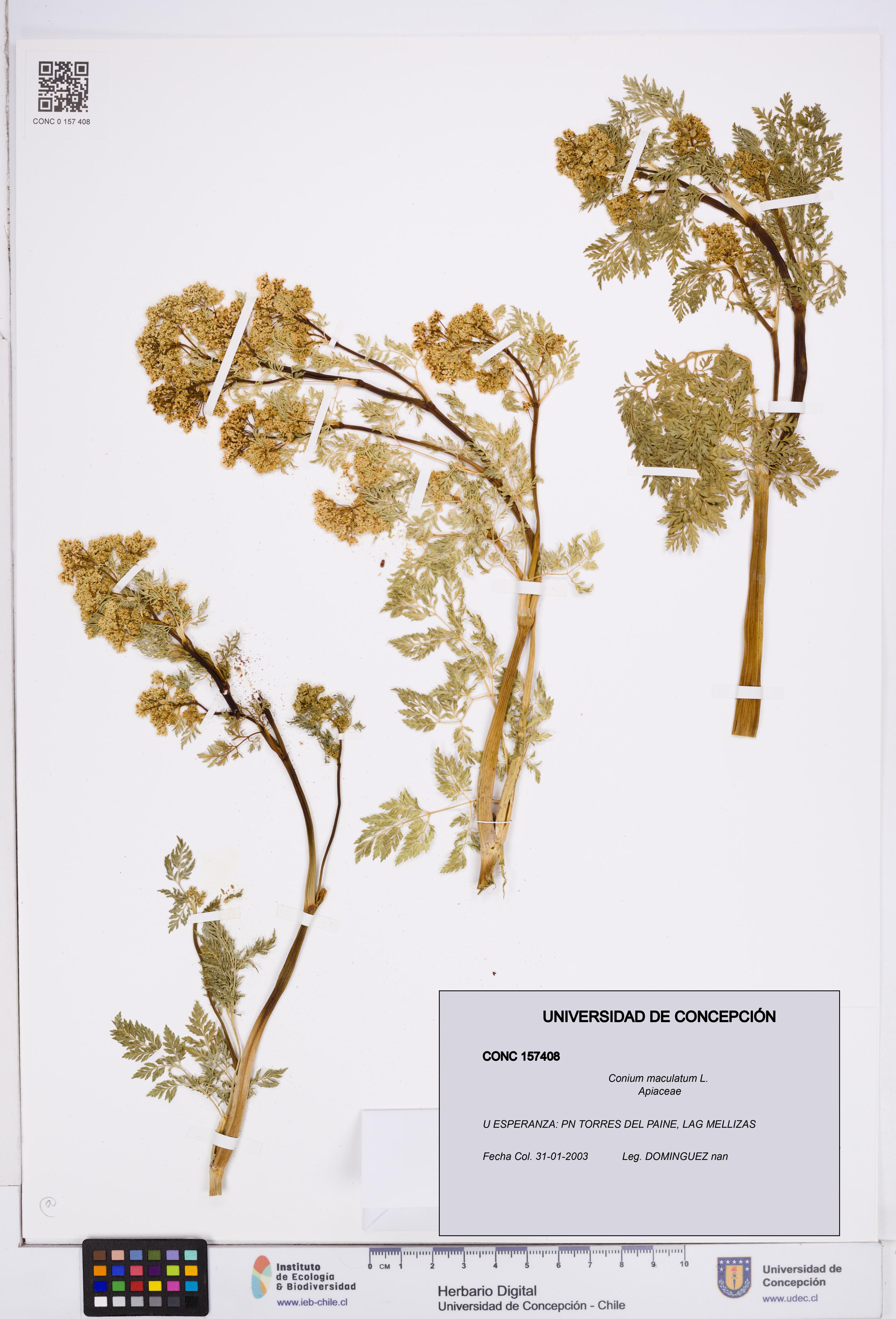 Conium maculatum [Espécimen: ]