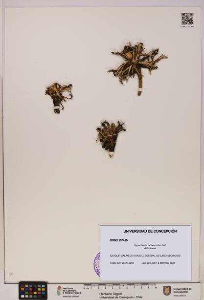 Hypochaeris taraxacoides [Espécimen: UDEC:CONC:0157413]