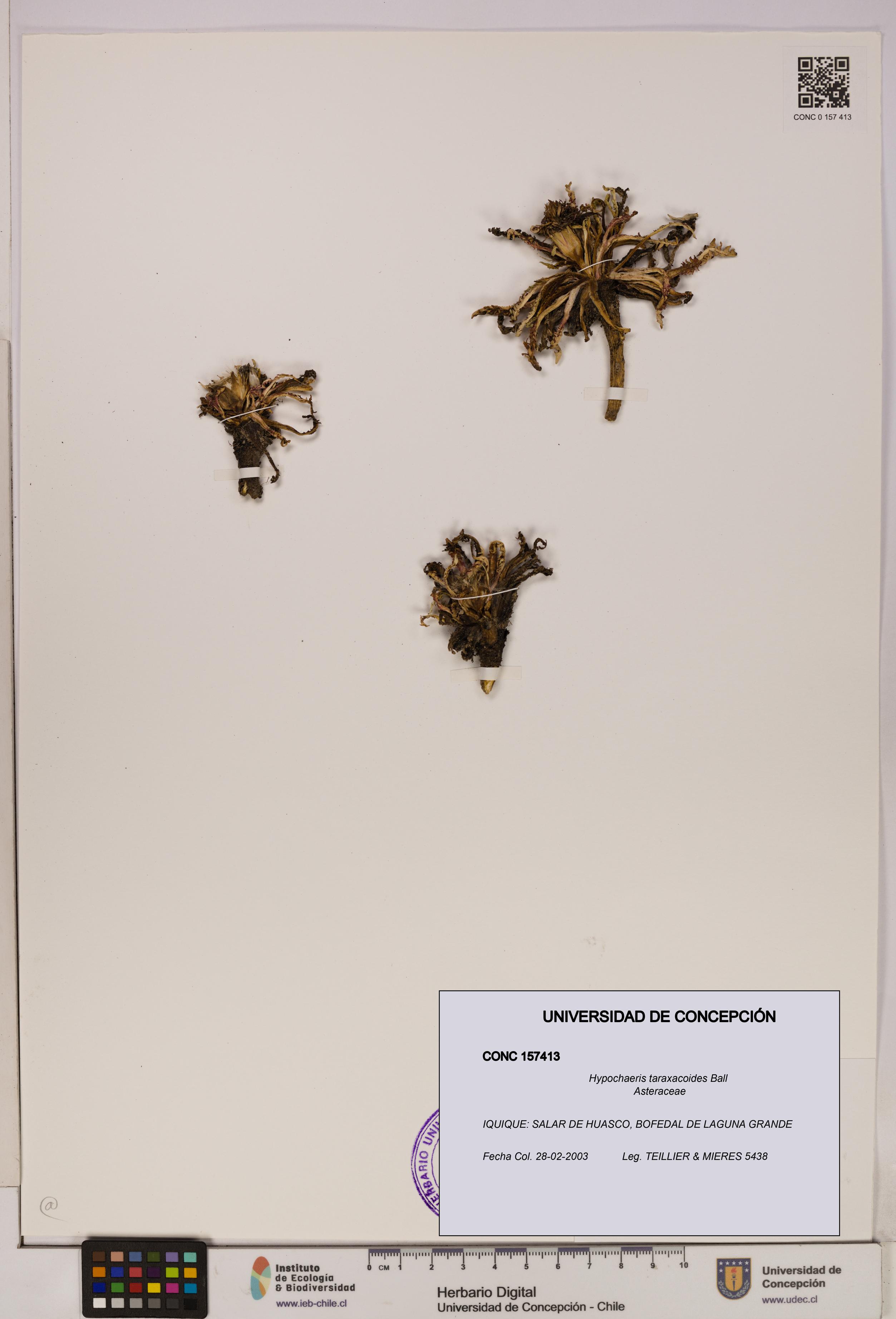 Hypochaeris taraxacoides [Espécimen: UDEC:CONC:0157413]