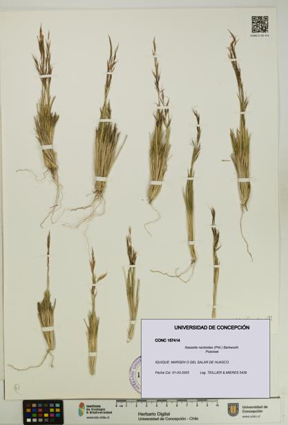 Nassella nardoides [Espécimen: UDEC:CONC:0157414]