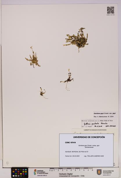 Gentiana gayi [Espécimen: UDEC:CONC:0157419]