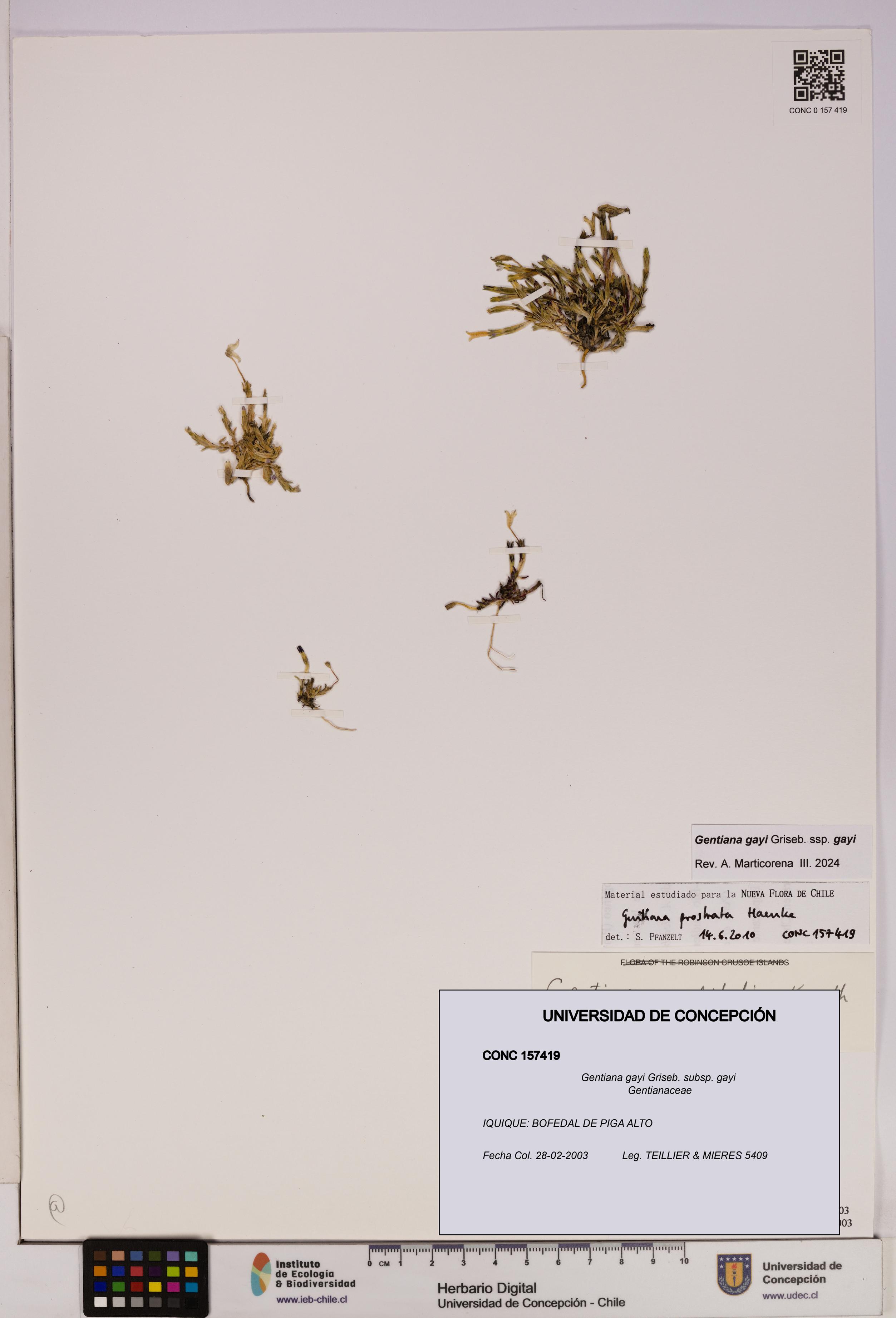 Gentiana gayi [Espécimen: UDEC:CONC:0157419]