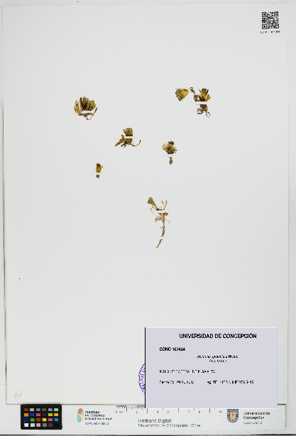 Werneria spathulata [Espécimen: UDEC:CONC:0157424]