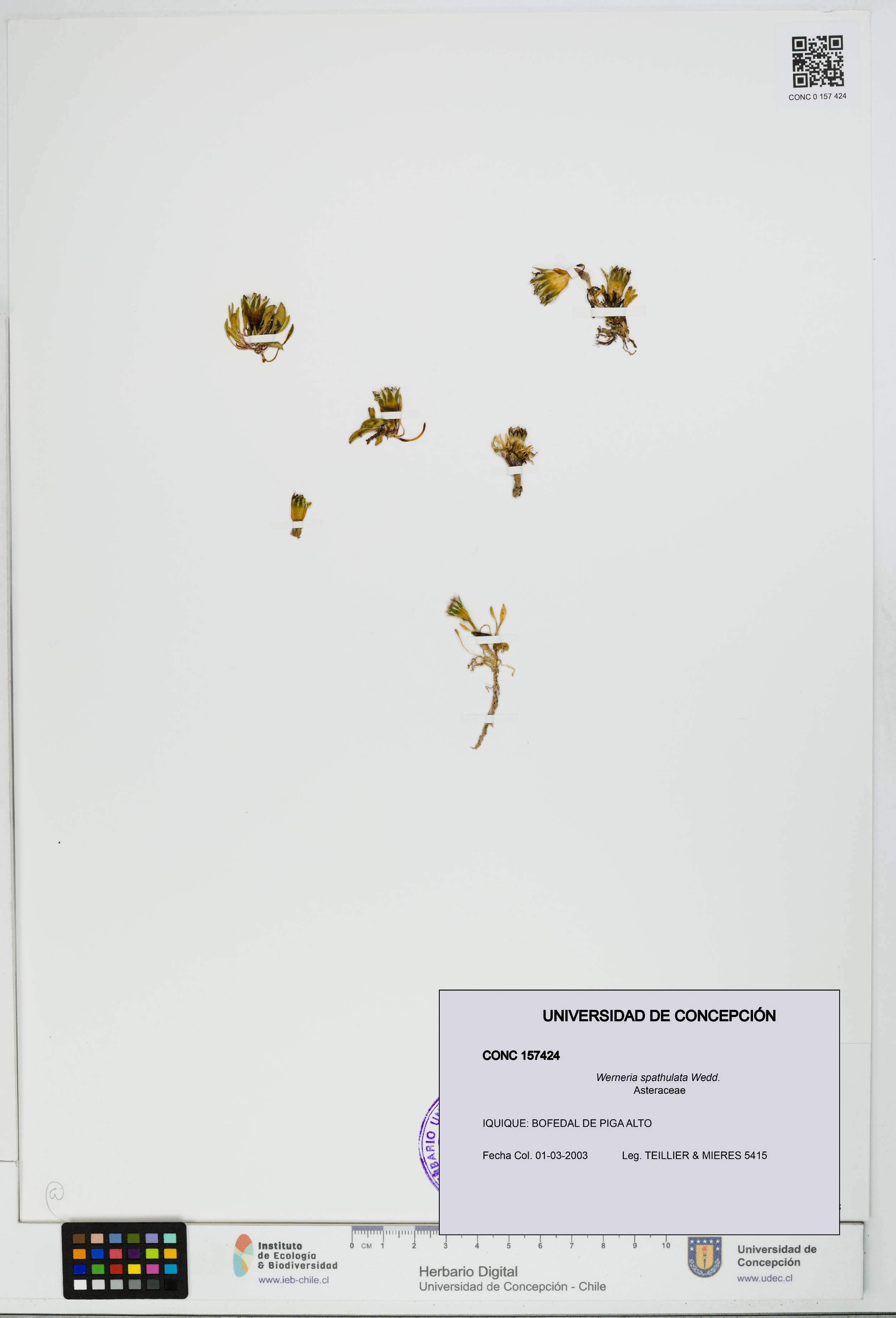 Werneria spathulata [Espécimen: UDEC:CONC:0157424]