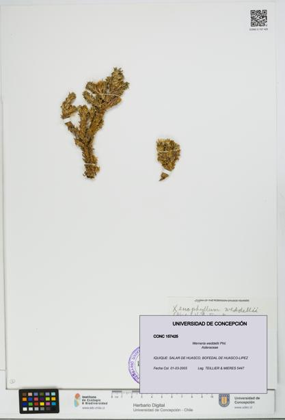 Werneria weddellii [Espécimen: UDEC:CONC:0157425]