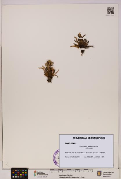 Hypochaeris taraxacoides [Espécimen: UDEC:CONC:0157431]