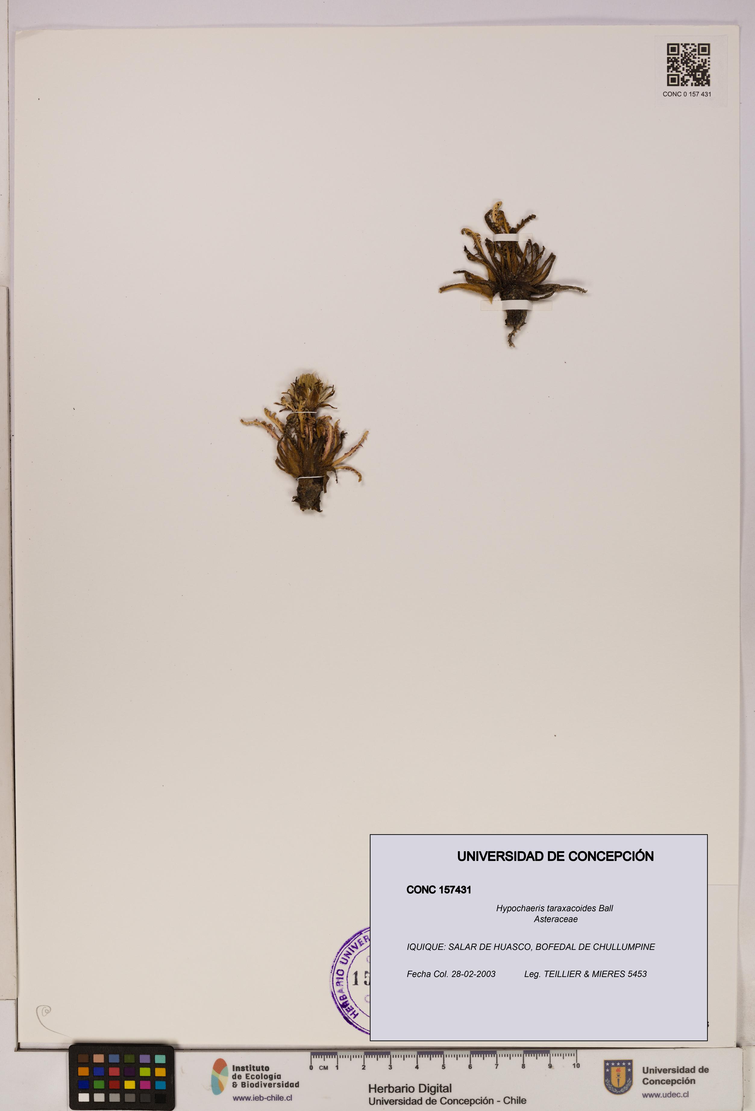 Hypochaeris taraxacoides [Espécimen: UDEC:CONC:0157431]