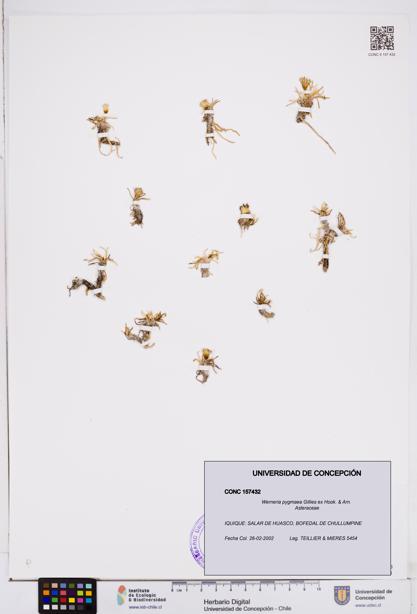 Werneria pygmaea [Espécimen: ]