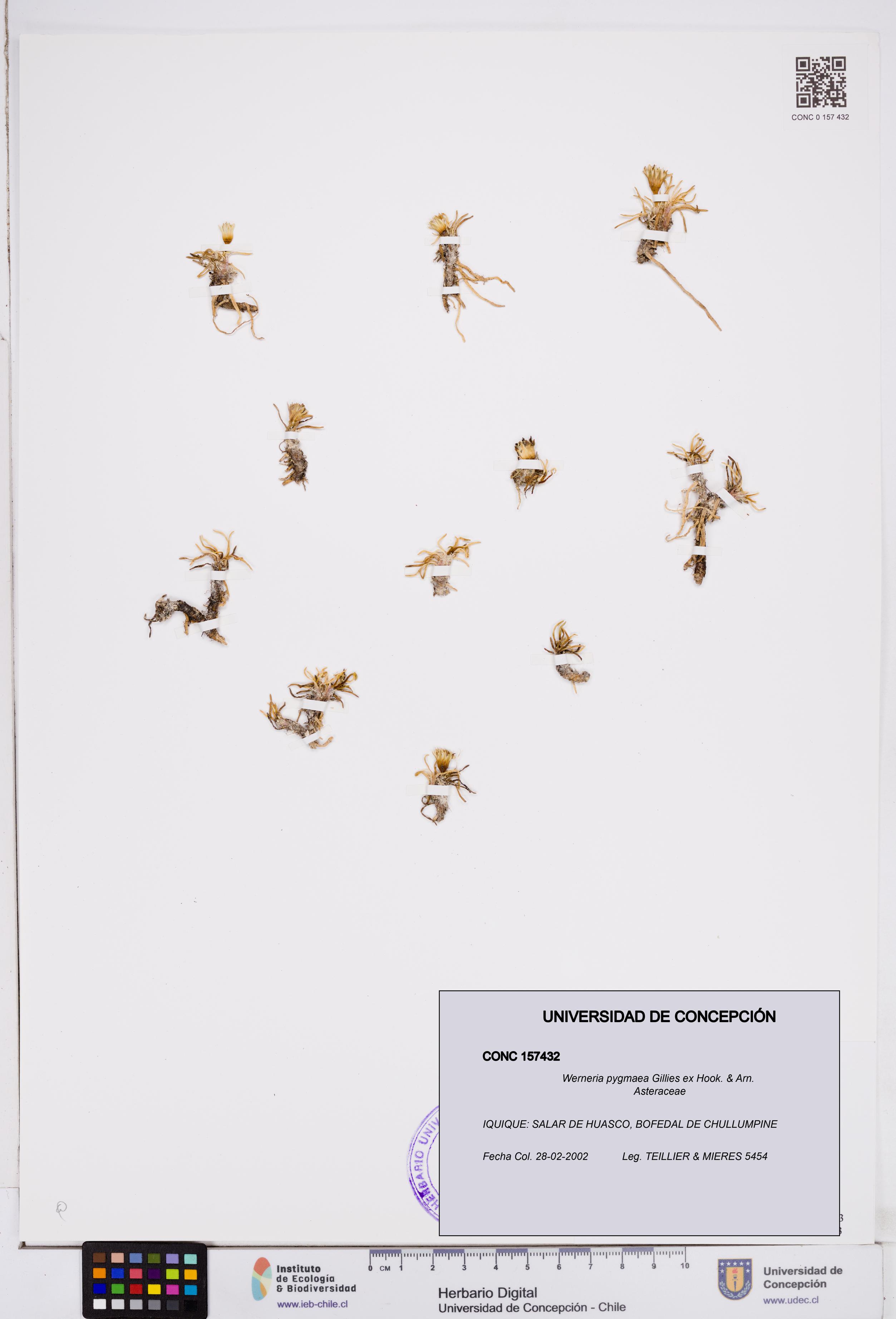 Werneria pygmaea [Espécimen: ]