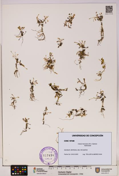 Cotula mexicana [Espécimen: UDEC:CONC:0157438]