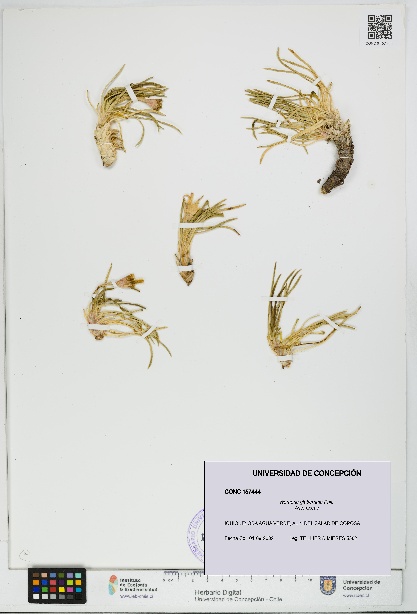 Werneria glaberrima [Espécimen: UDEC:CONC:0157444]