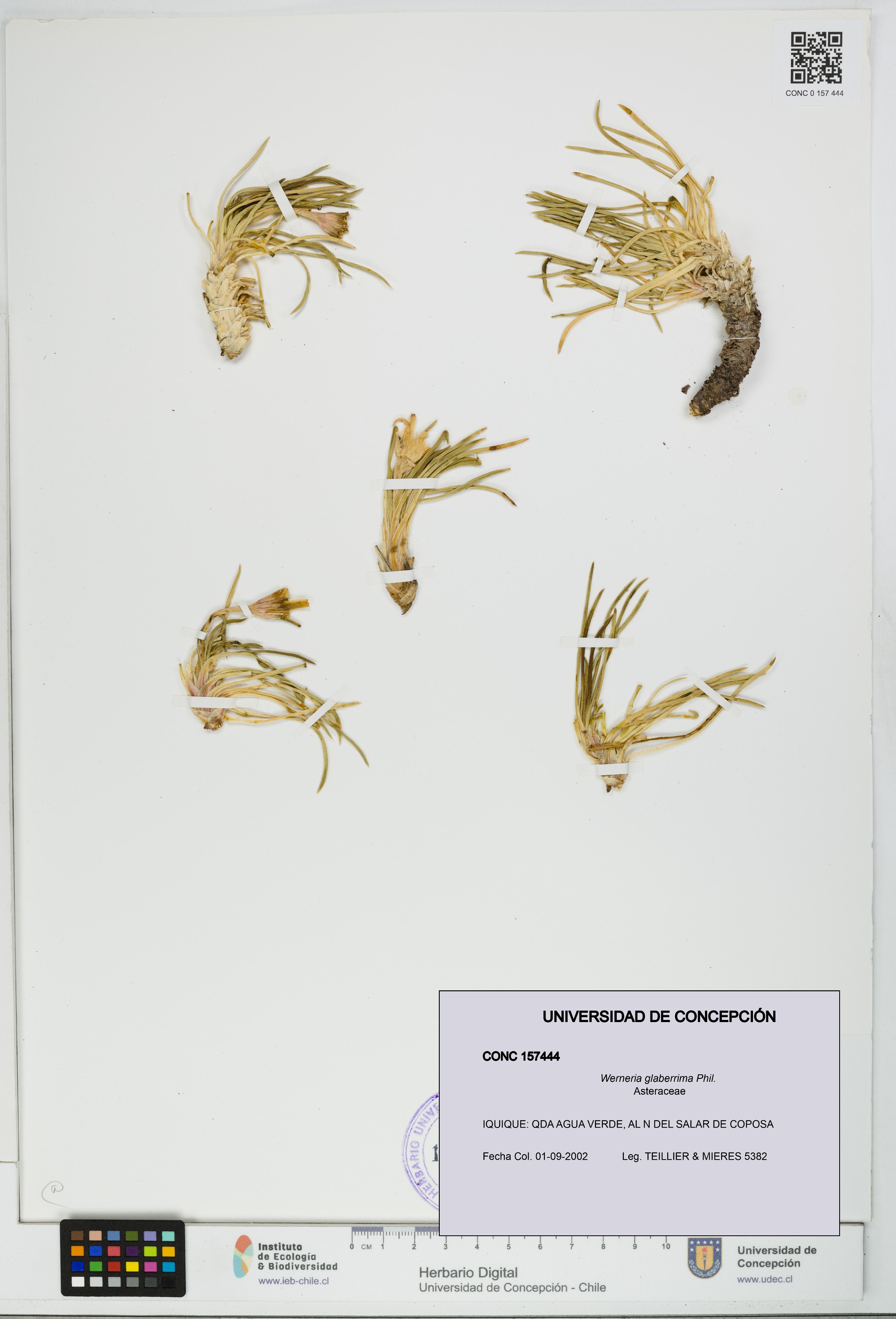 Werneria glaberrima [Espécimen: UDEC:CONC:0157444]