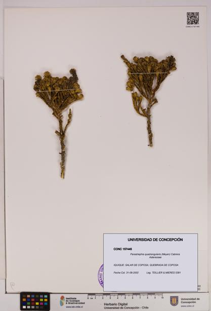 Parastrephia quadrangularis [Espécimen: UDEC:CONC:0157445]