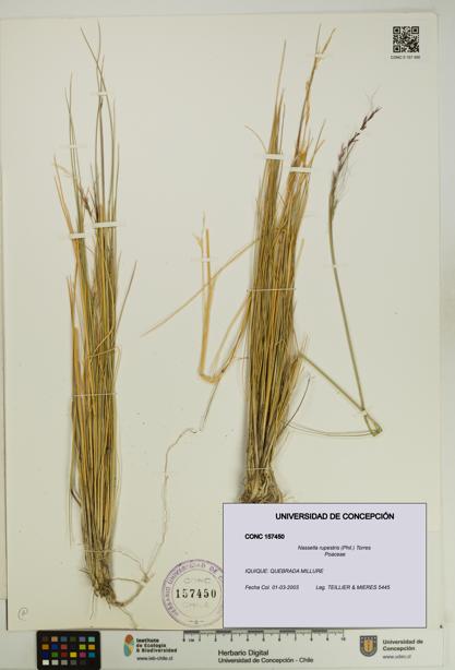 Nassella rupestris [Espécimen: UDEC:CONC:0157450]