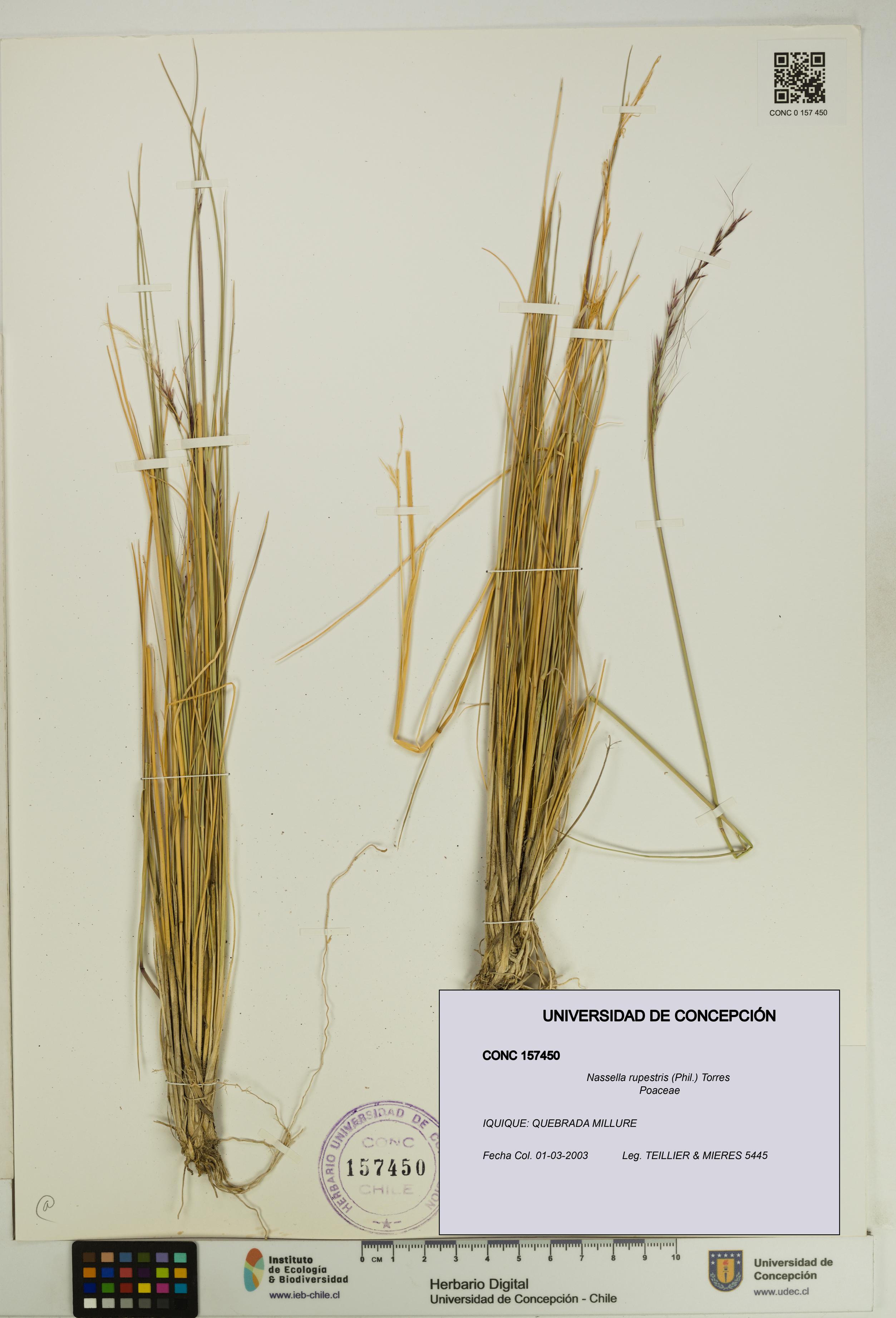 Nassella rupestris [Espécimen: UDEC:CONC:0157450]