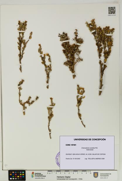 Chersodoma candida [Espécimen: UDEC:CONC:0157451]
