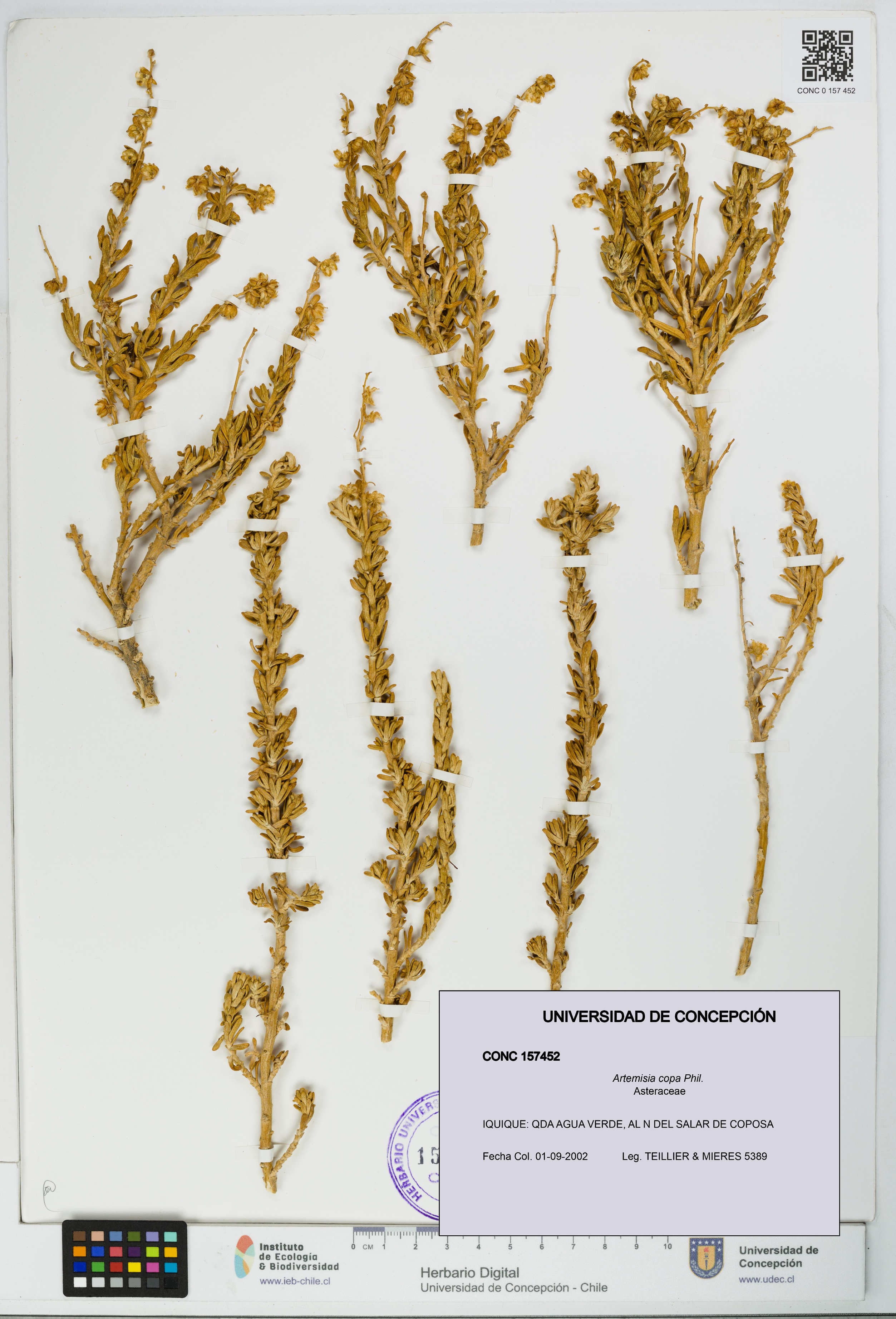 Artemisia copa [Espécimen: UDEC:CONC:0157452]