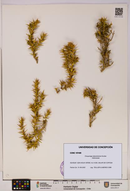Chuquiraga atacamensis [Espécimen: UDEC:CONC:0157455]