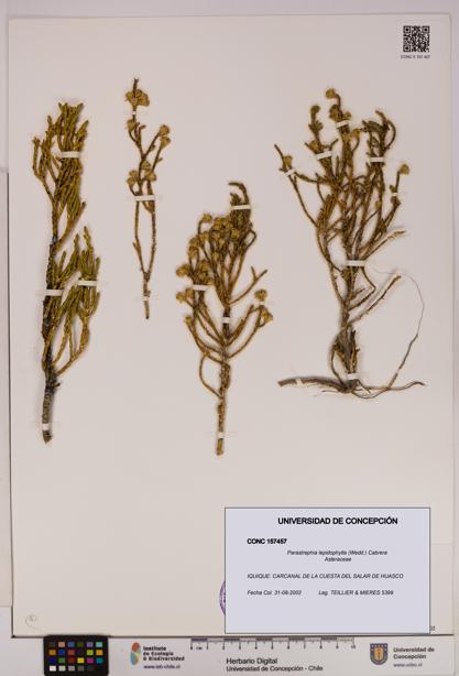 Parastrephia lepidophylla [Espécimen: UDEC:CONC:0157457]