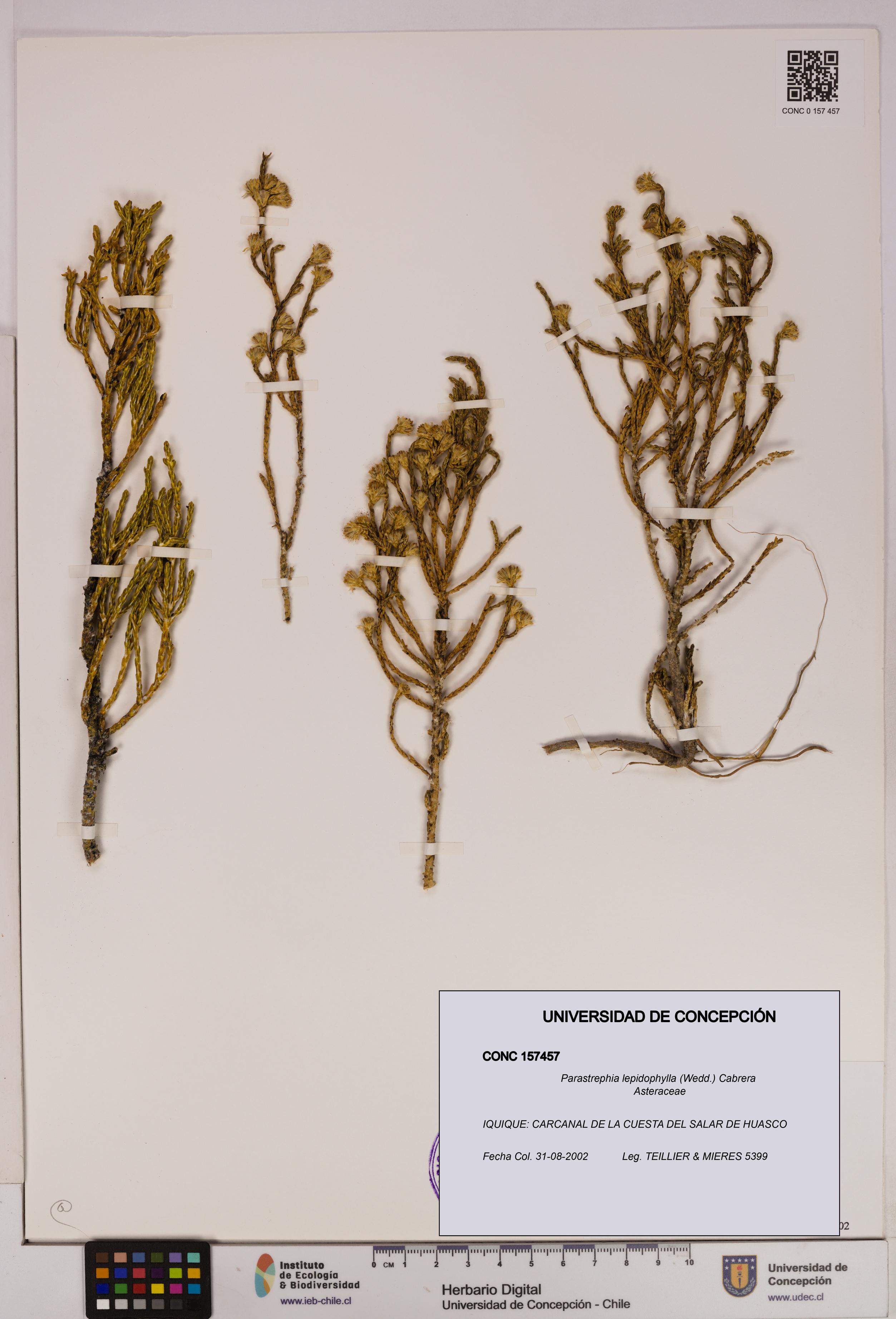 Parastrephia lepidophylla [Espécimen: UDEC:CONC:0157457]