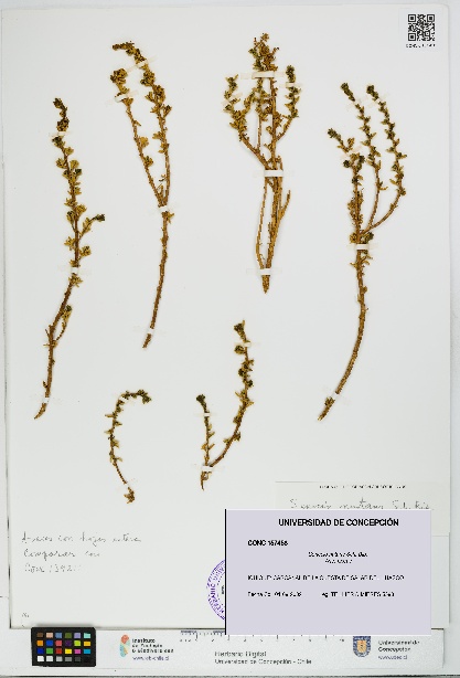Senecio nutans [Espécimen: UDEC:CONC:0157458]