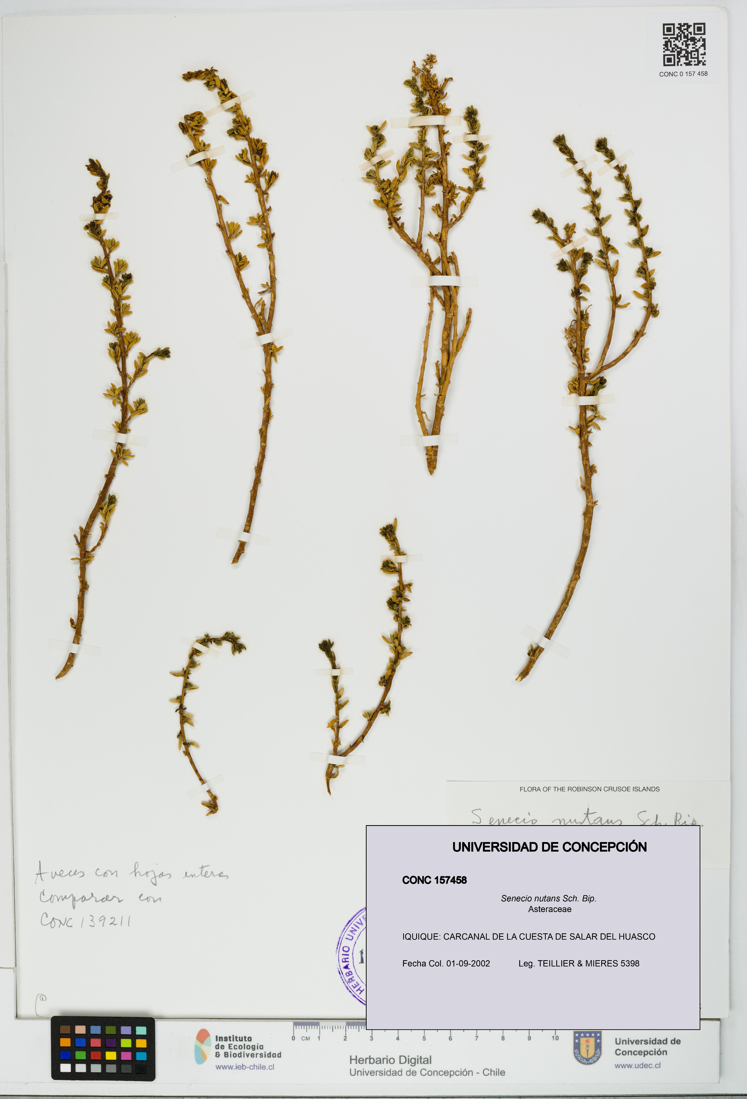 Senecio nutans [Espécimen: UDEC:CONC:0157458]