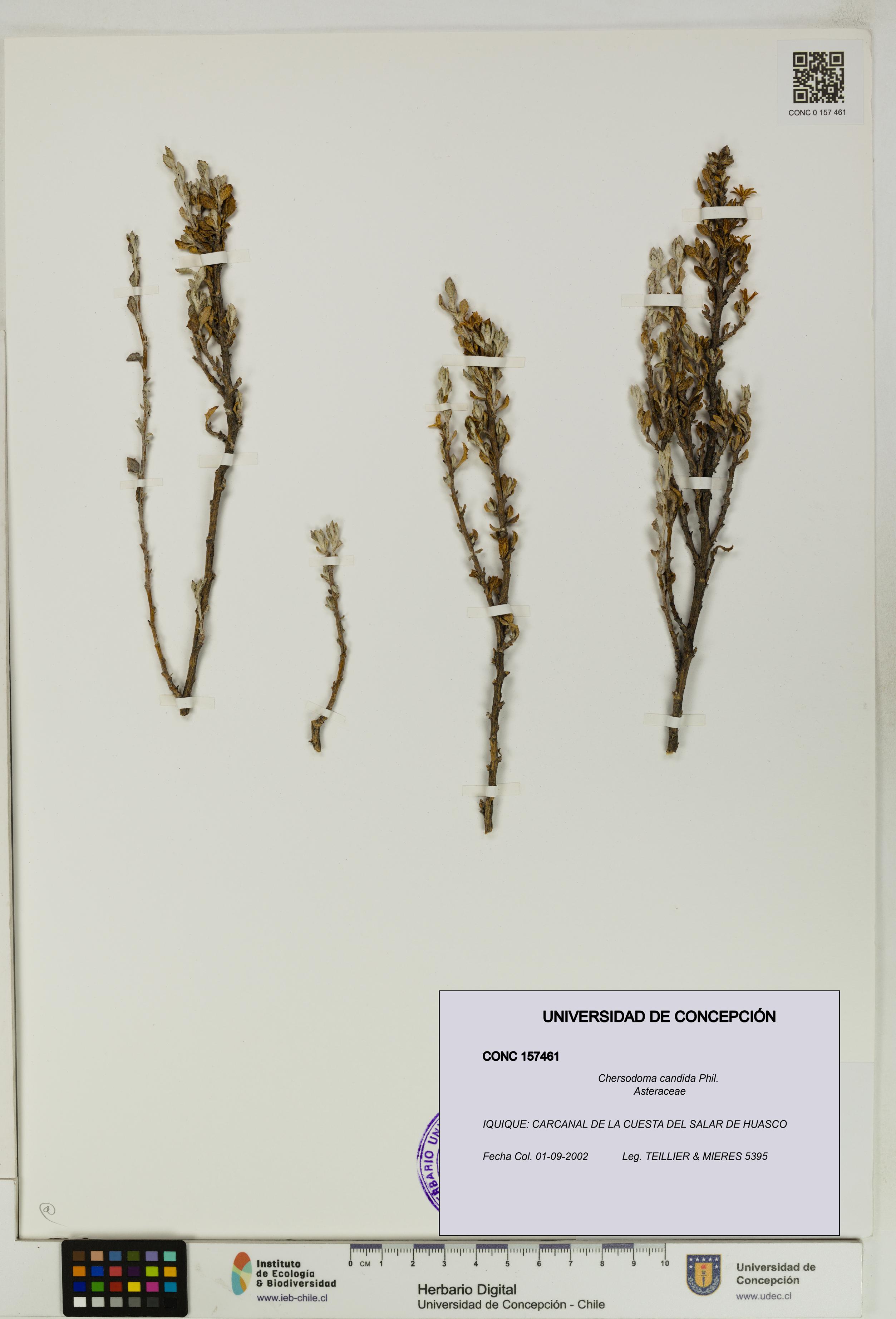 Chersodoma candida [Espécimen: UDEC:CONC:0157461]