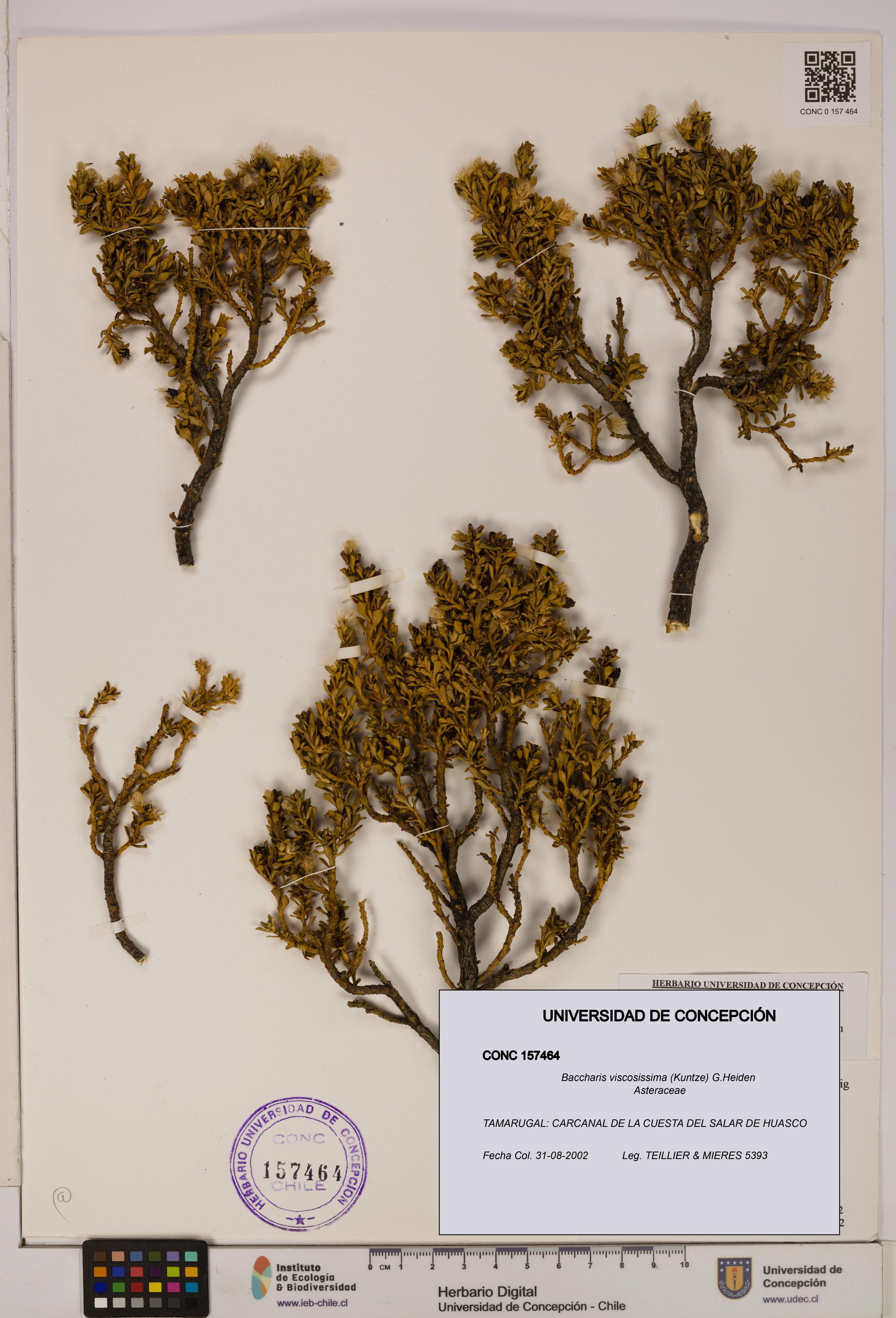 Baccharis tola [Espécimen: UDEC:CONC:0157464]