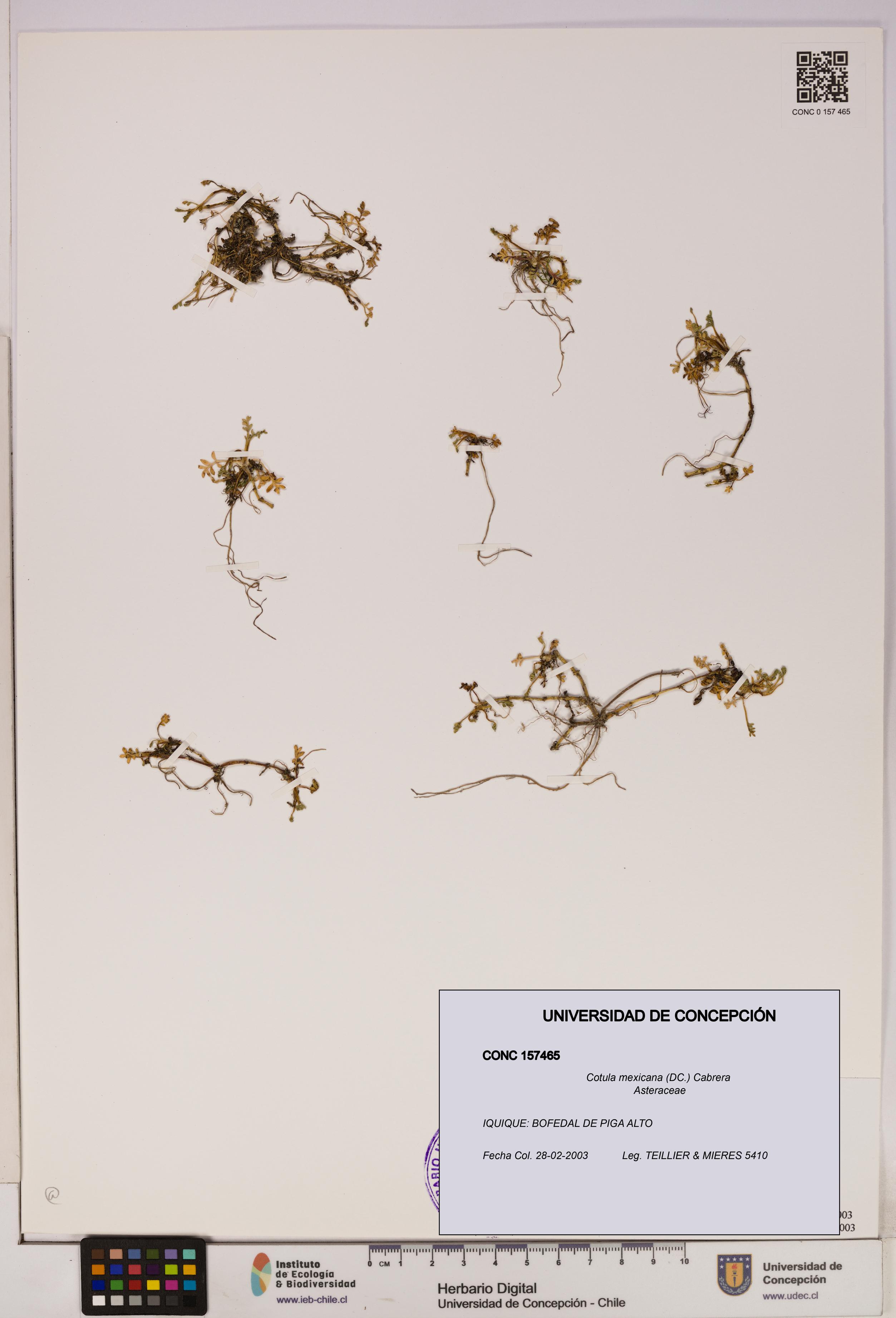 Cotula mexicana [Espécimen: UDEC:CONC:0157465]